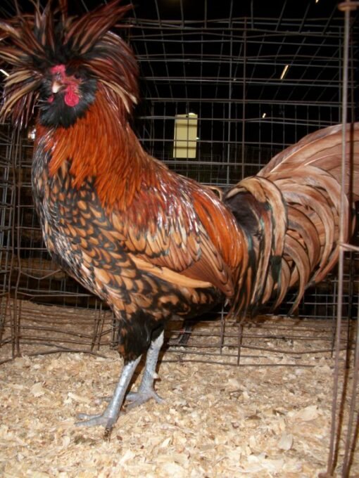 Golden Laced Polish Chicken