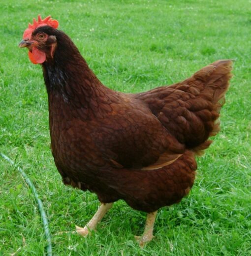 Rhode Island Red Chicken