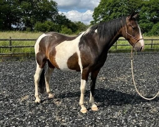 Pure Bred American Saddlebred Mare