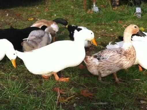 Mixed Hatchery Choice Ducks