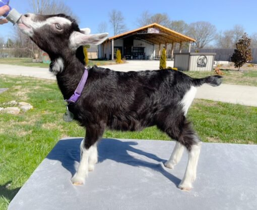 Full blooded Alpine Dairy goat, Aurora "DOE" Born 1-20-2023