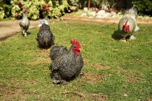 Barred Cochin Bantam