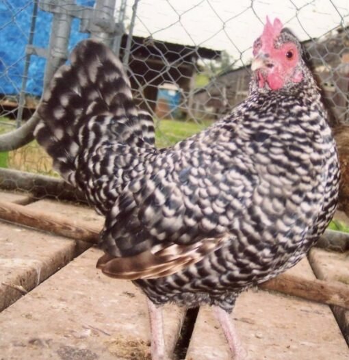 Barred Old English Bantam