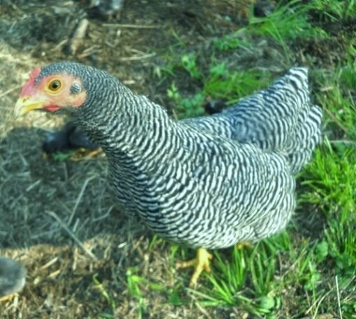 Barred Plymouth Rock Bantam