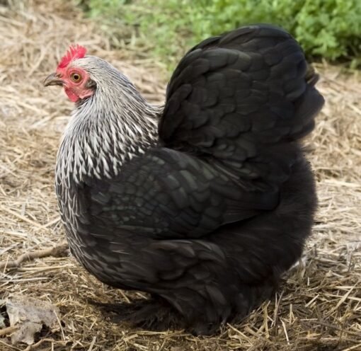 Birchen Cochin Bantam