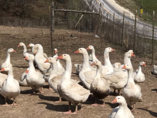 Cackle Barn Yard Geese