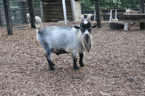 pygmy goat