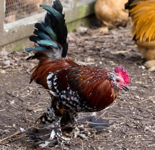 Mille Fleur d`Uccle Bantam