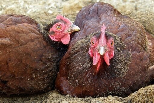 Rhode Island Red Bantam