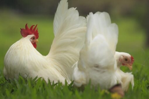 White Japanese Bantam