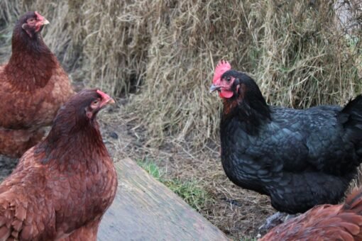 Assorted Heavy Females Hatchery Choice