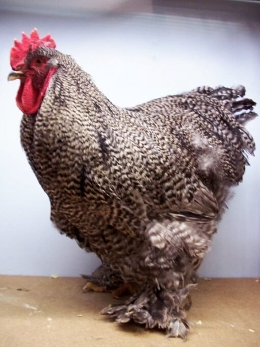 Barred Cochin Standard Chicken