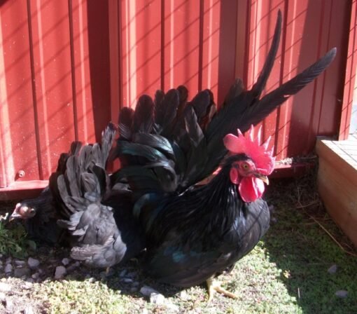 Black Japanese Bantam