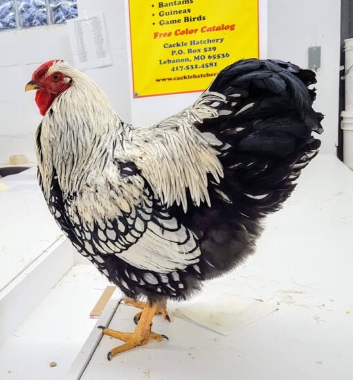 Silver Laced Wyandotte Chicken (Exhibition Type)