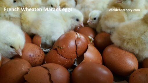 French Wheaten Marans Hatching Eggs