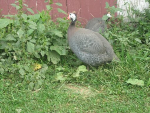 French Pearl Guinea Fowl