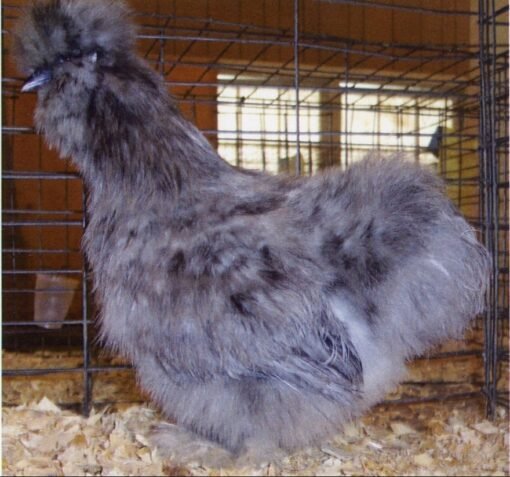 Splash Silkie Bantam