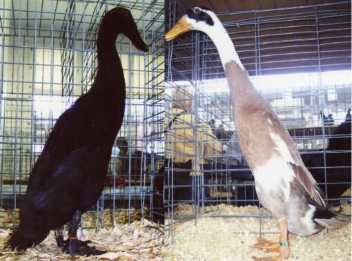 Hatchery Choice Runner Ducks