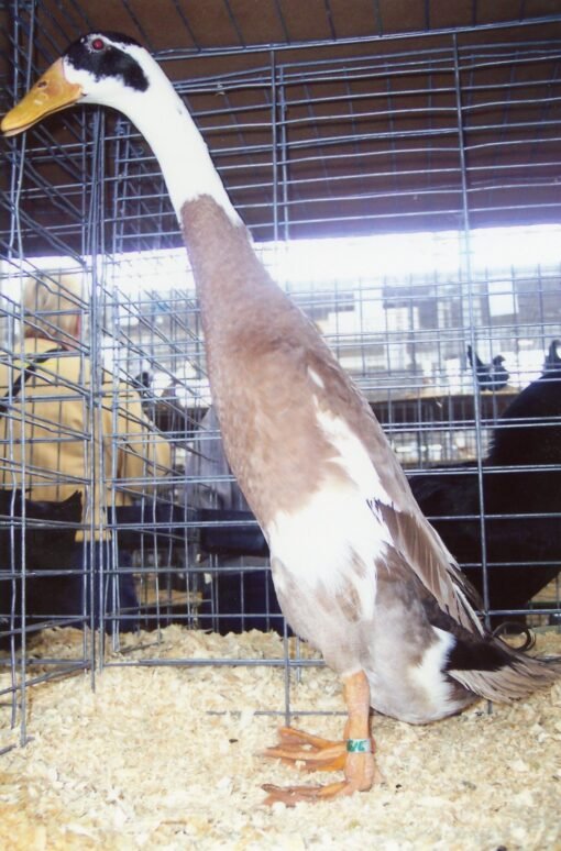 Fawn and White Runner Ducks