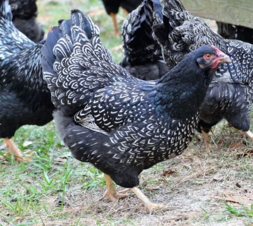 Barnevelder Chicken