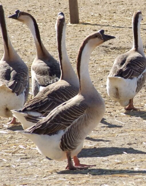 African Geese - Image 2
