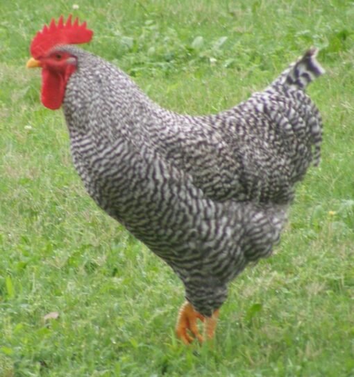 Barred Rock Chicken