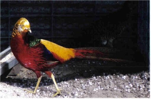 Assorted Rare Ornamental Pheasant