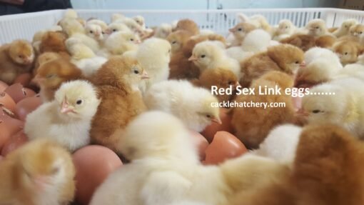 Red Sex Link Hatching Eggs