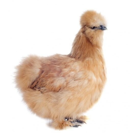 Buff Silkie Bantam