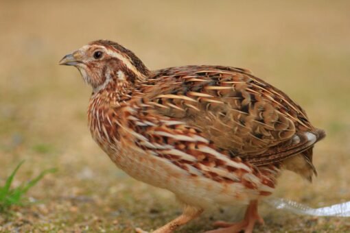 Pharaoh Coturnix Quail