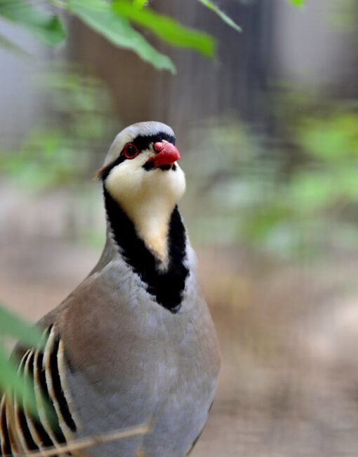 Chukar Partridge