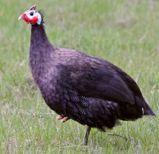 Royal Purple Guinea