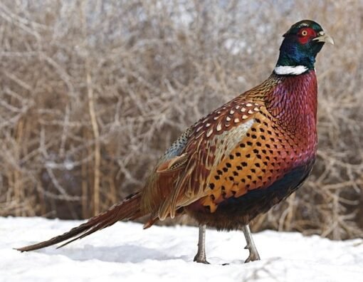 Ringneck Pheasant