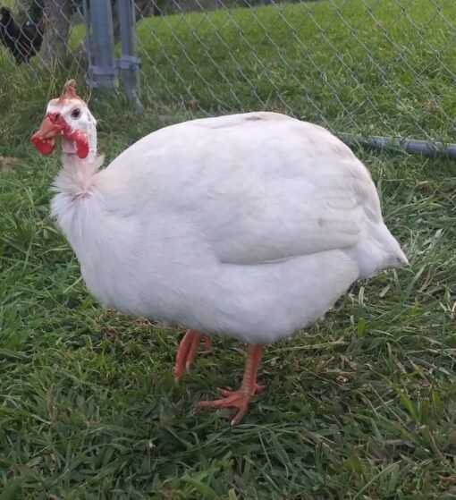 White African Guinea