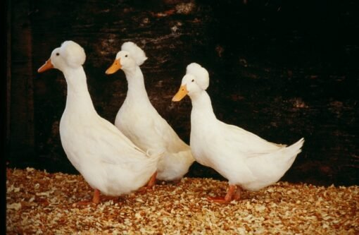 White Crested Duck