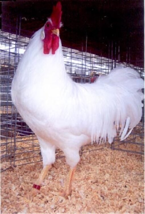 White Leghorn Chicken