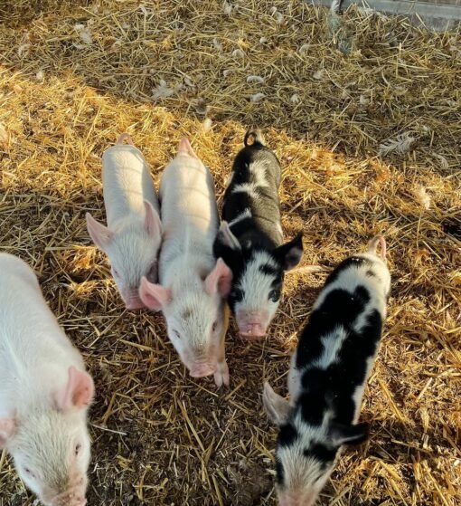 Piglets