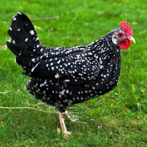 Ancona Chicken